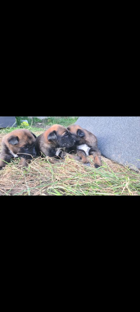 Chiot Berger Belge De La Tribu De L'enfer